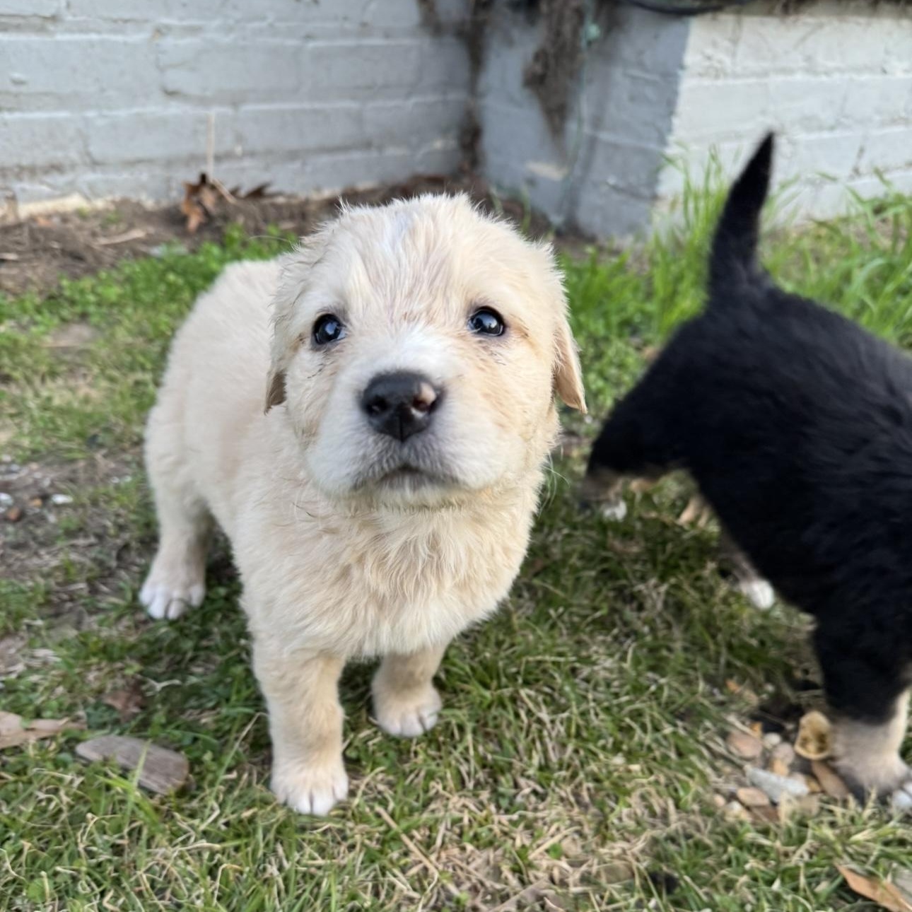 Bill, a Adopted Yellow Labrador Retriever in Fayette, AL image 4/5