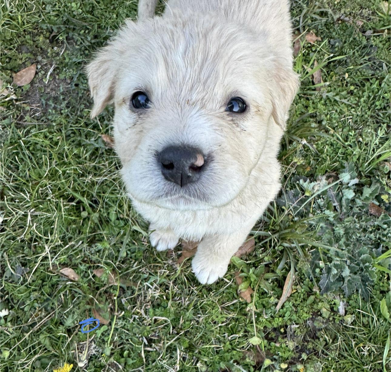 Bill, a Adopted Yellow Labrador Retriever in Fayette, AL image 2/5