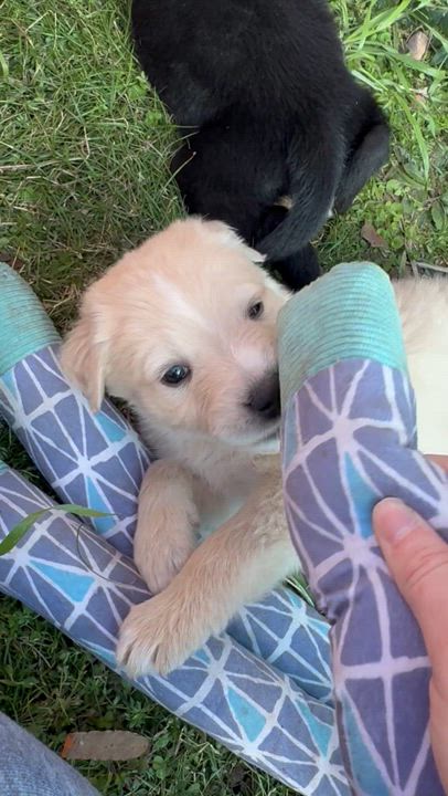 Enlarge Bill, a Adopted Yellow Labrador Retriever in Fayette, AL video 5/5