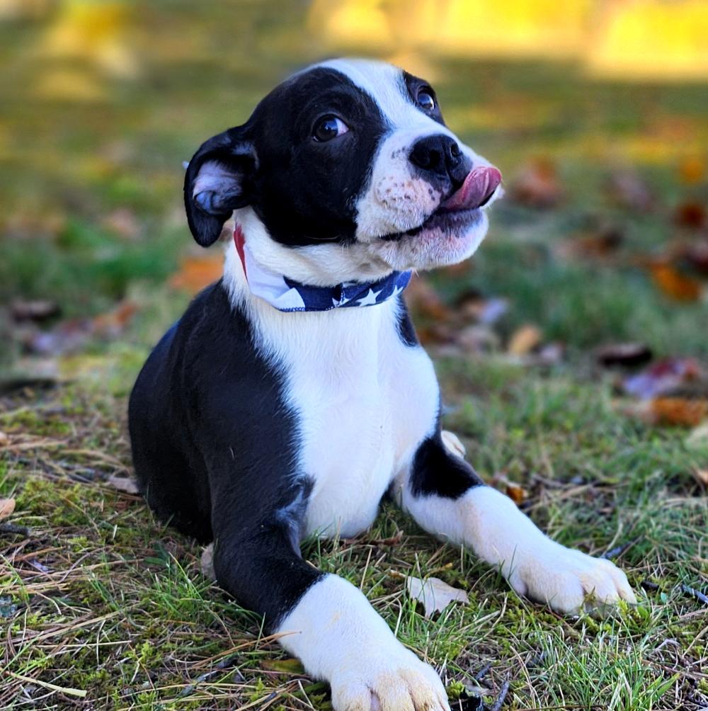 Tex, an adoptable Boxer in Cheboygan, MI, 49721 | Photo Image 5