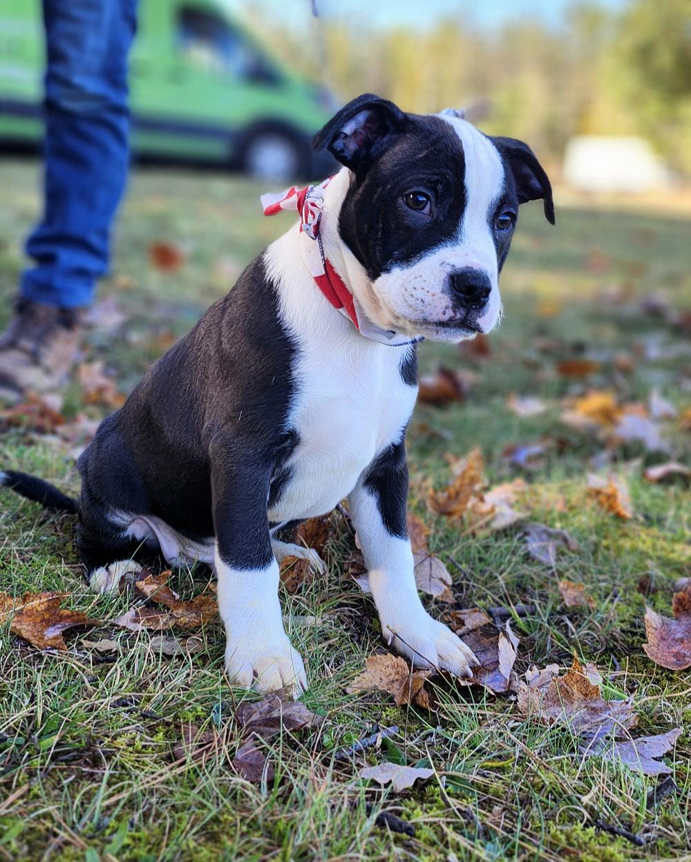 Tex, an adoptable Boxer in Cheboygan, MI, 49721 | Photo Image 3