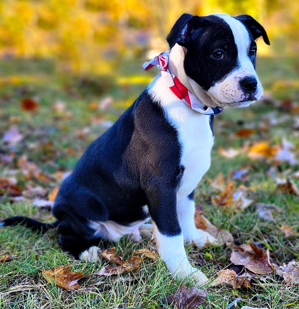 Tex, an adoptable Boxer in Cheboygan, MI, 49721 | Photo Image 1
