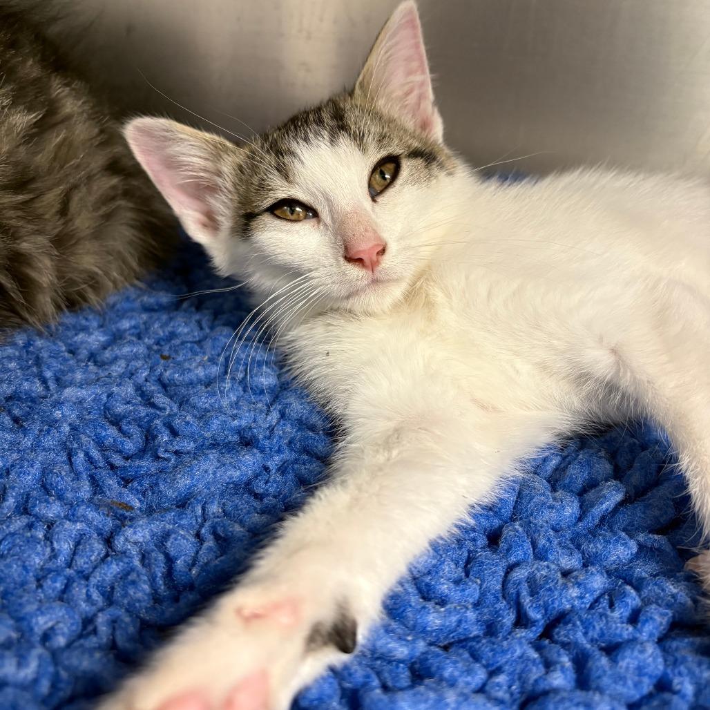 26-231 Selene, a Adoptable Domestic Short Hair in North Branford, CT image 1/6