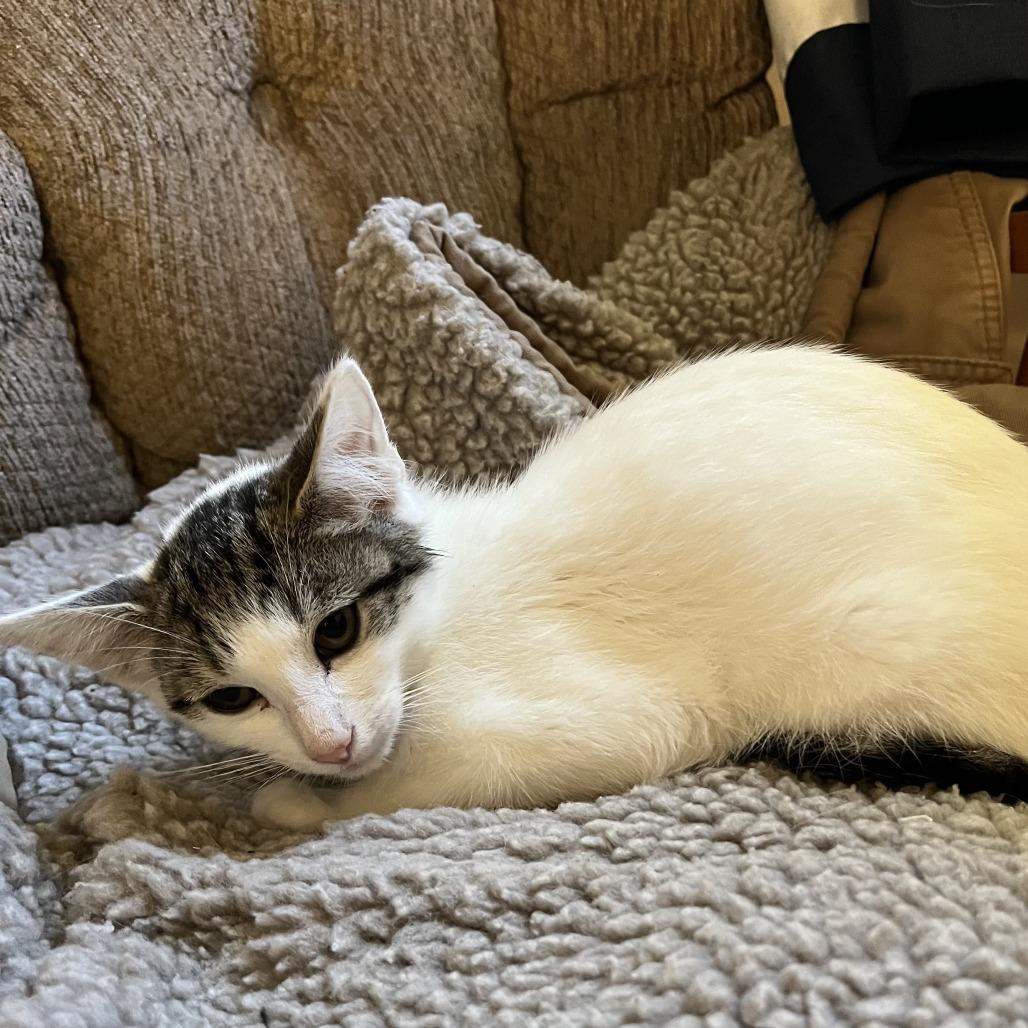 26-231 Selene, a Adoptable Domestic Short Hair in North Branford, CT image 2/6