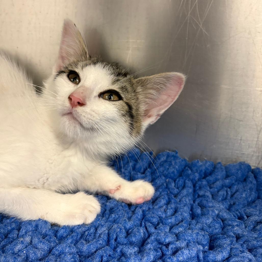 26-231 Selene, a Adoptable Domestic Short Hair in North Branford, CT image 4/6