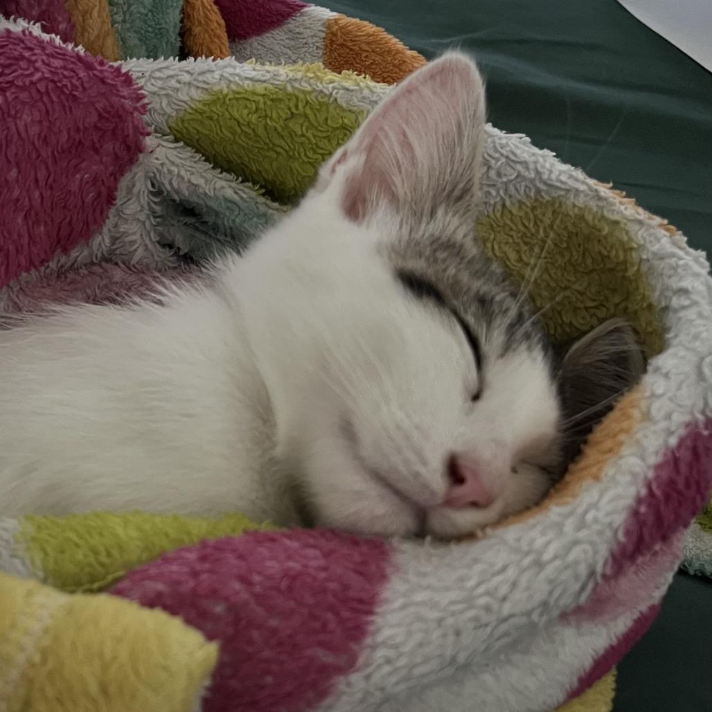 26-231 Selene, a Adoptable Domestic Short Hair in North Branford, CT image 5/6