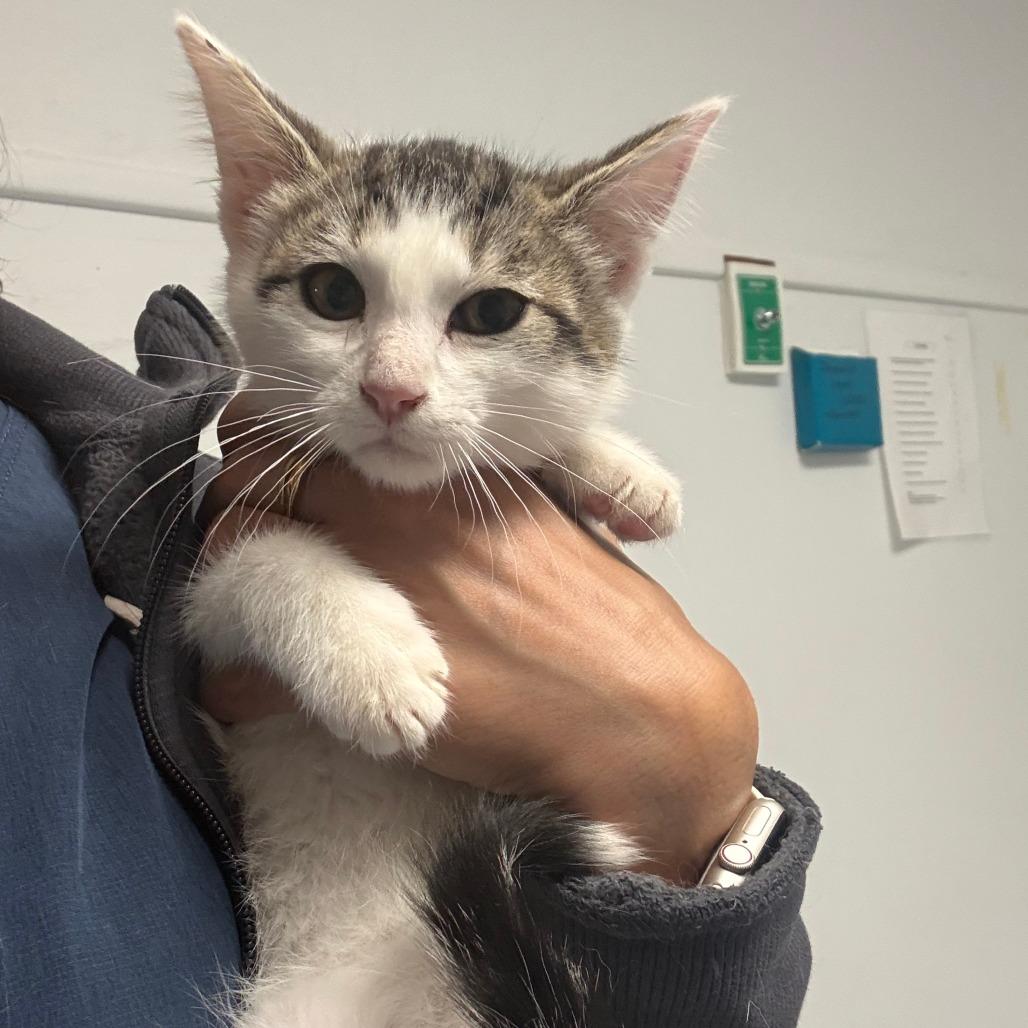 26-231 Selene, a Adoptable Domestic Short Hair in North Branford, CT image 6/6