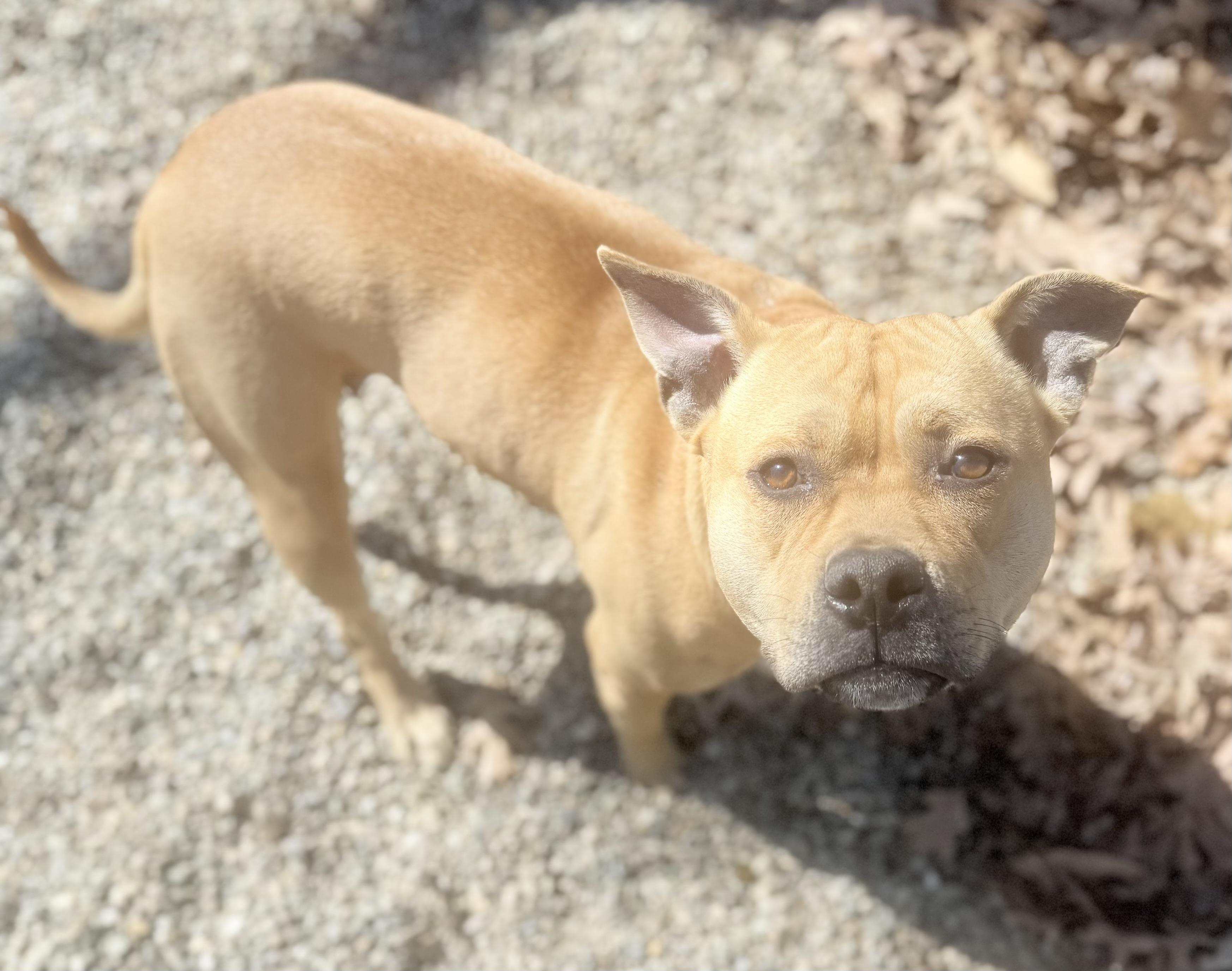 Enlarge Sadie AVAILABLE , a ADOPTABLE American Staffordshire Terrier in Canton, OH image 2/4