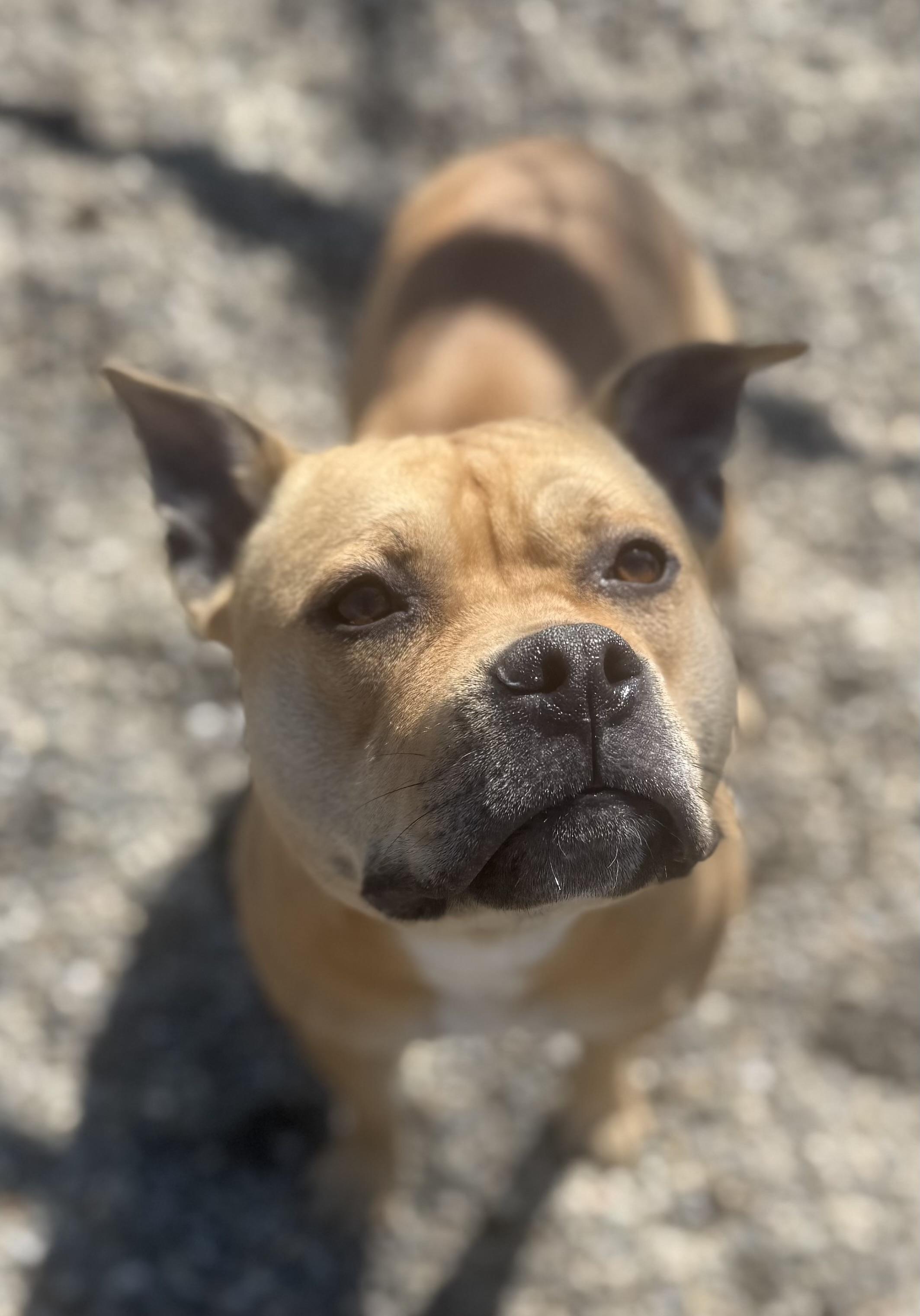 Enlarge Sadie AVAILABLE , a ADOPTABLE American Staffordshire Terrier in Canton, OH image 3/4