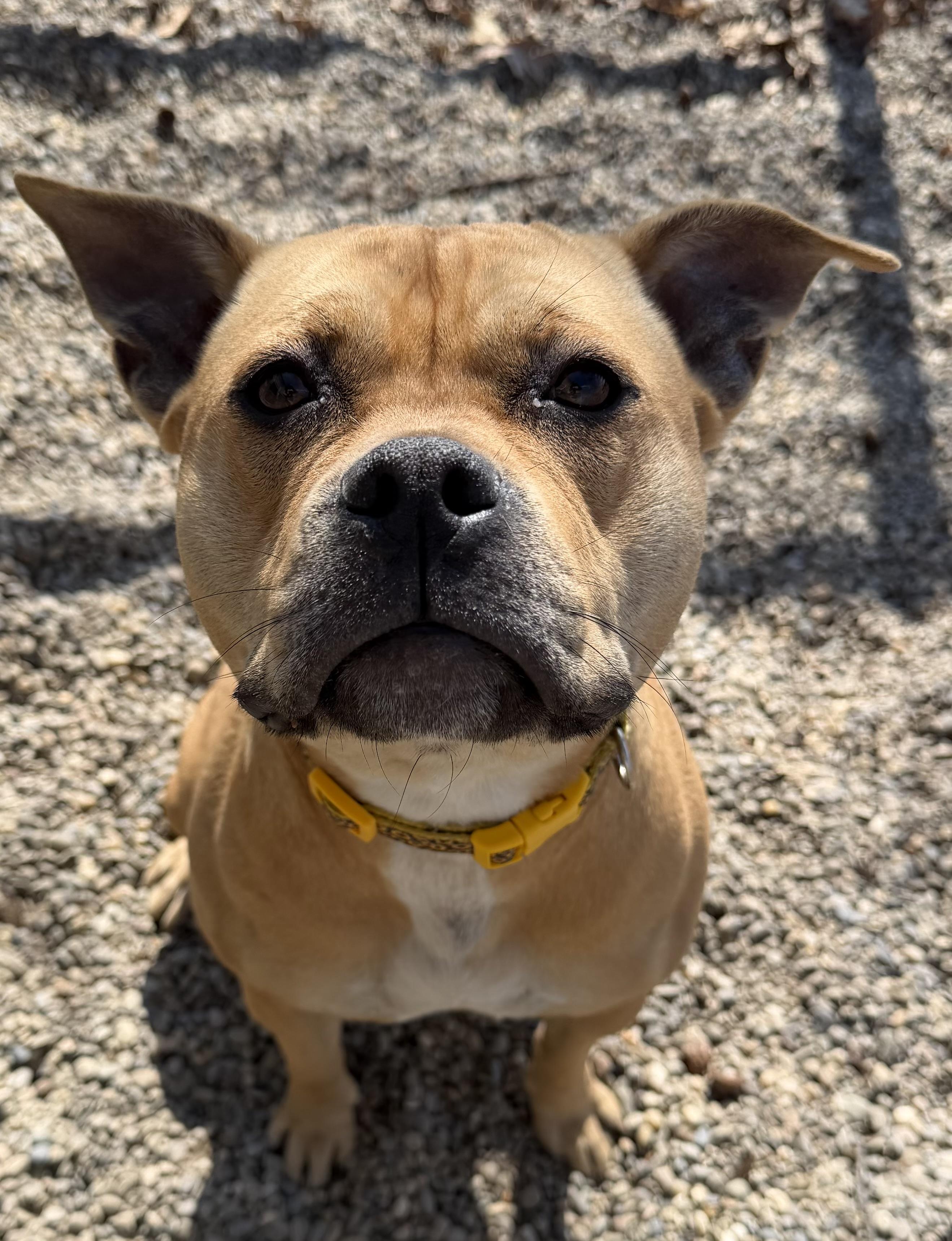 Sadie ADOPTED , ADOPTABLE, Young Female American Staffordshire Terrier.