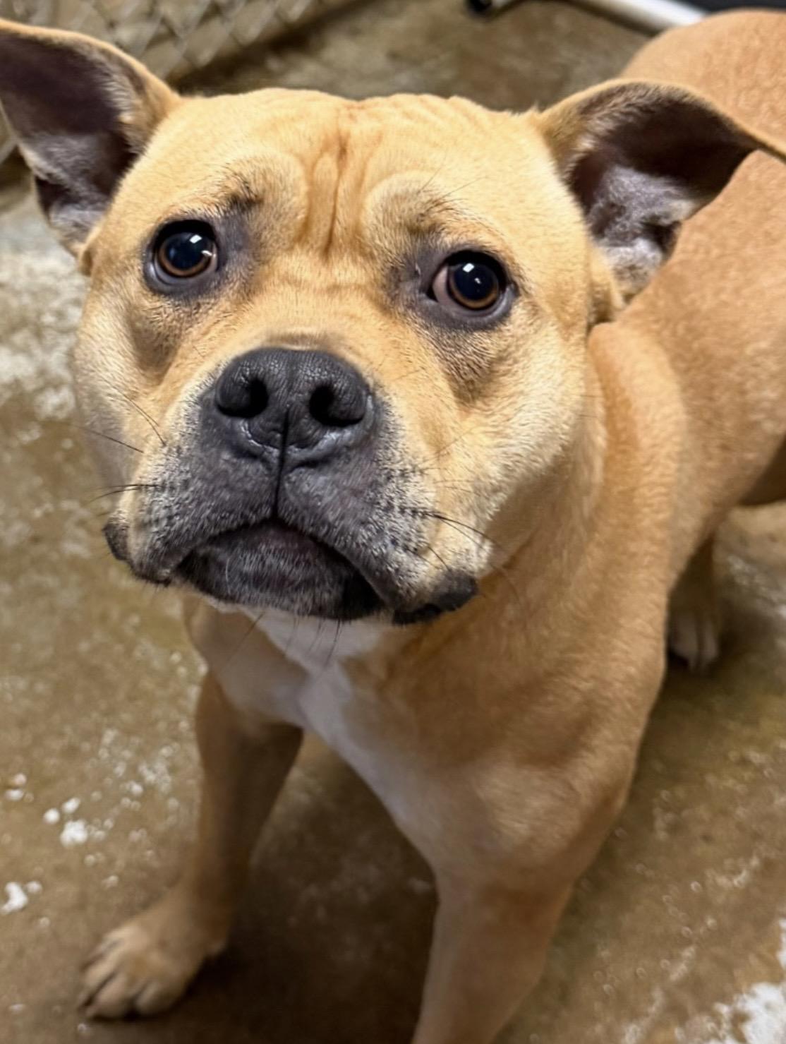 Enlarge Sadie AVAILABLE , a ADOPTABLE American Staffordshire Terrier in Canton, OH image 4/4