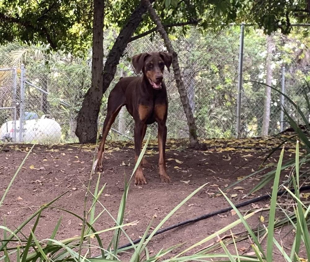 Bruno, Adoptable, Young Male Doberman Pinscher.