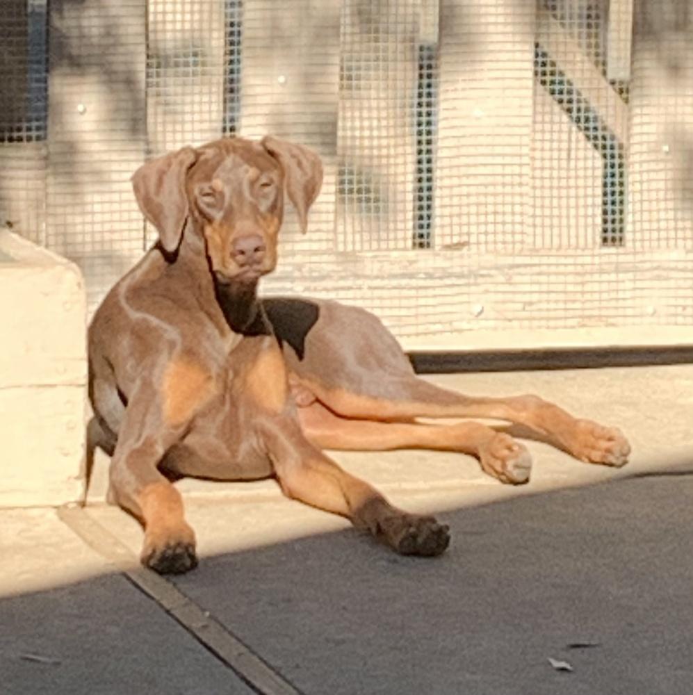 Enlarge Bruno, a Adoptable Doberman Pinscher in Bonita, CA image 2/6