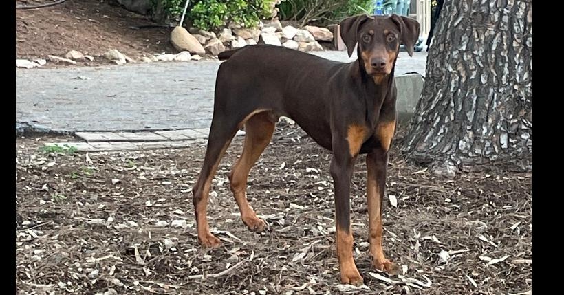 Bruno — thumbnail 3