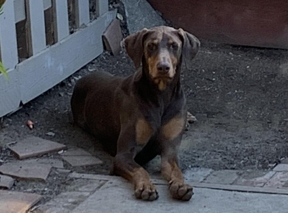 Enlarge Bruno, a Adoptable Doberman Pinscher in Bonita, CA image 4/5