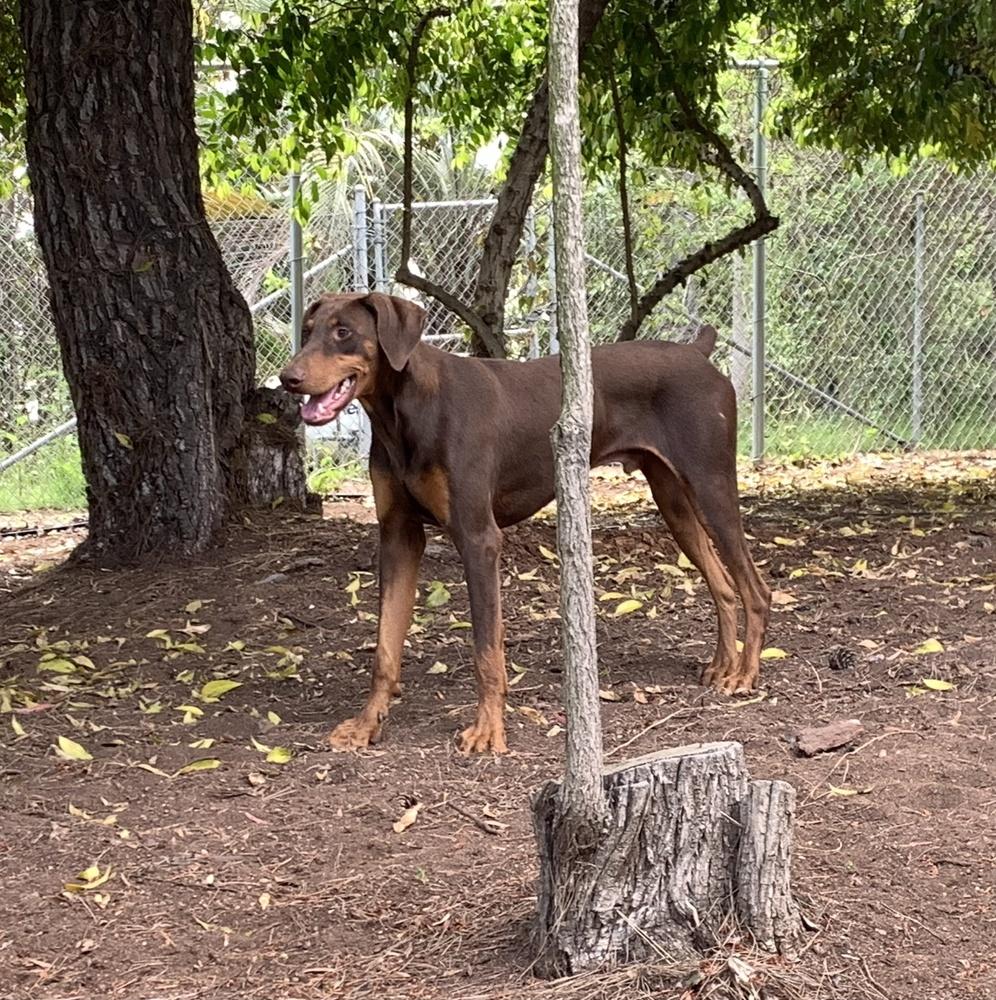 Enlarge Bruno, a Adoptable Doberman Pinscher in Bonita, CA image 5/6