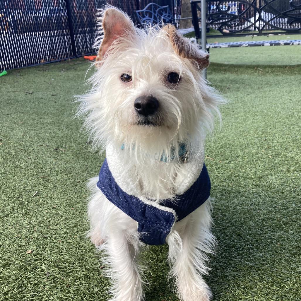 Snoopy, Adoptable, Adult Male Wirehaired Terrier & Mixed Breed.