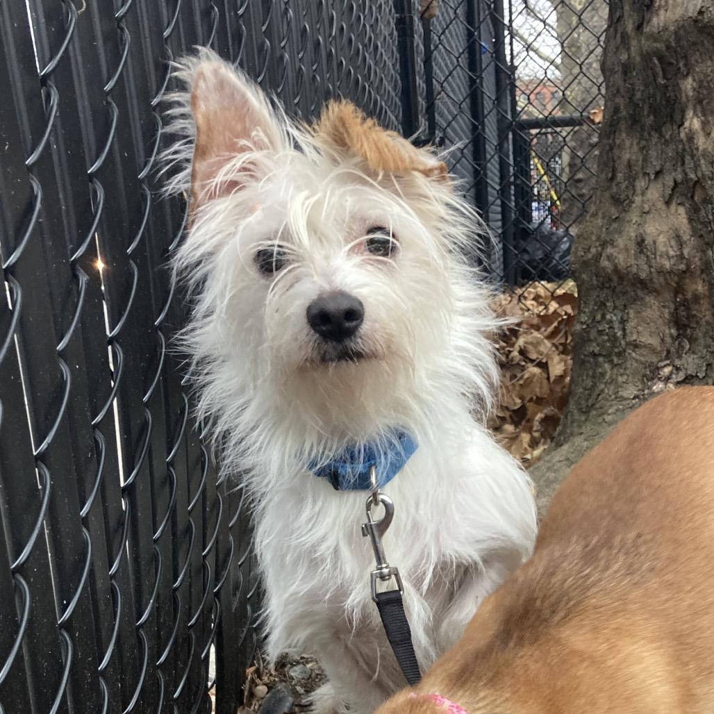 Snoopy, Adoptable, Adult Male Wirehaired Terrier & Mixed Breed.