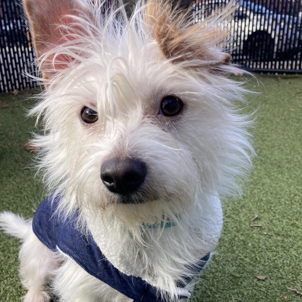Enlarge Snoopy, a Adoptable mixed breed in Providence, RI image 4/6