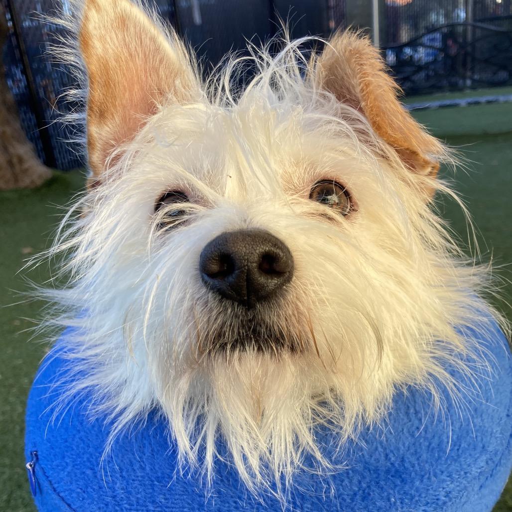 Enlarge Snoopy, a Adoptable mixed breed in Providence, RI image 6/6