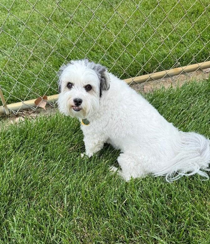 Maggie Mae, a ADOPTABLE mixed breed in Shawnee Mission, KS image 2/2