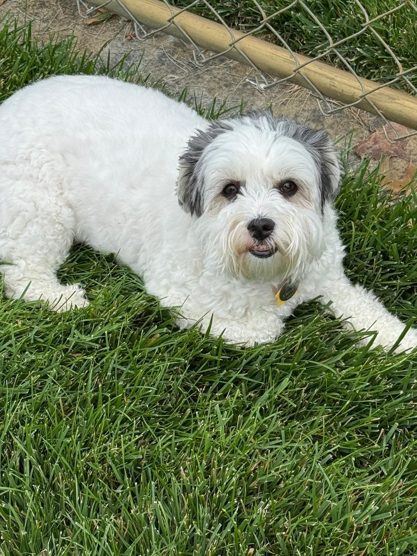 Maggie Mae, a ADOPTABLE mixed breed in Shawnee Mission, KS image 1/2