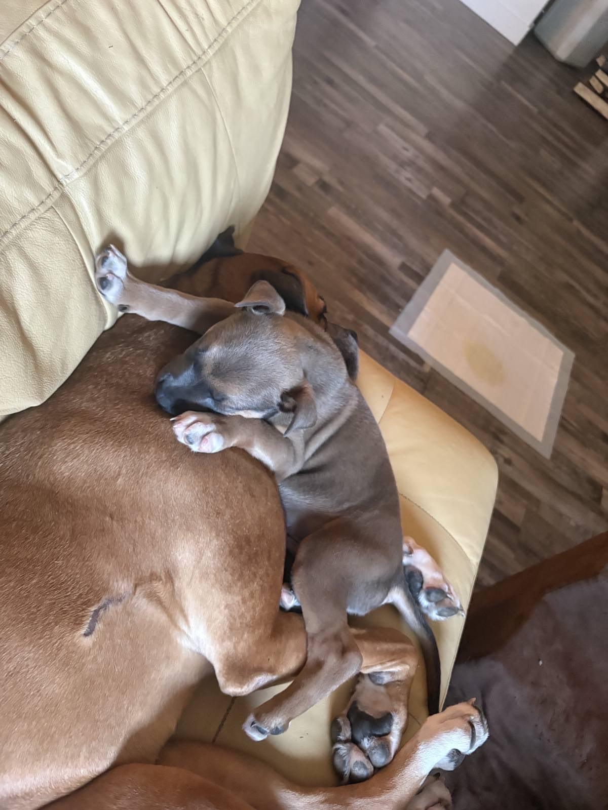 Enlarge Gambit, an adopted mixed breed in Murrieta, CA image 3/4