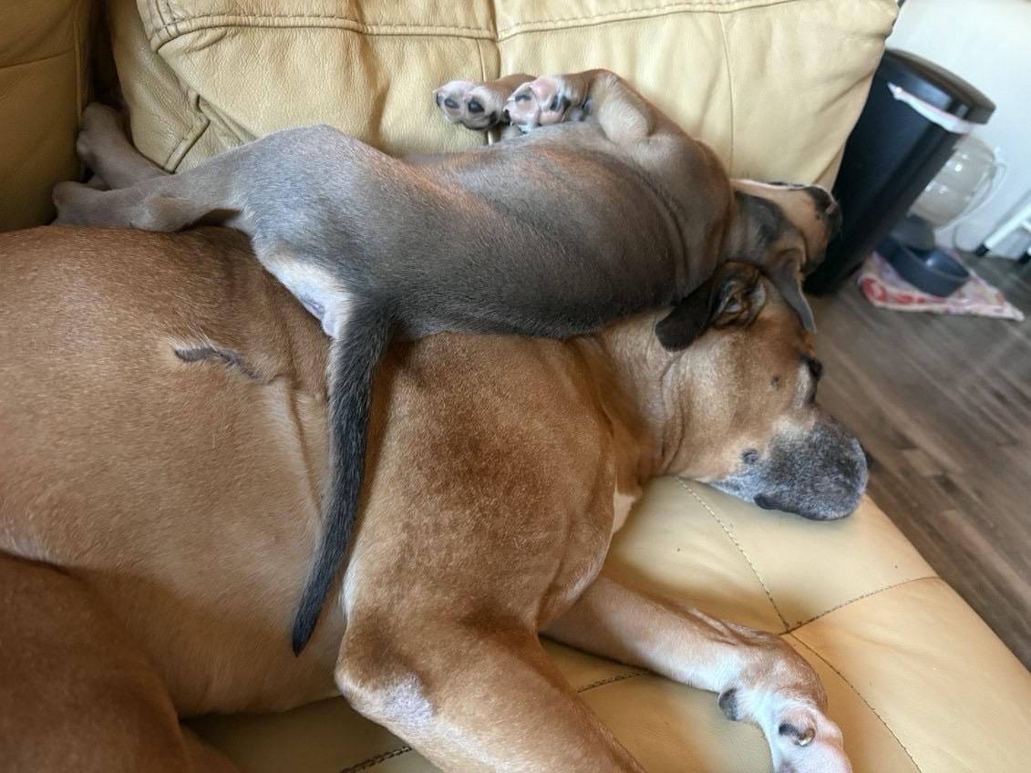 Enlarge Gambit, an adopted mixed breed in Murrieta, CA image 4/4