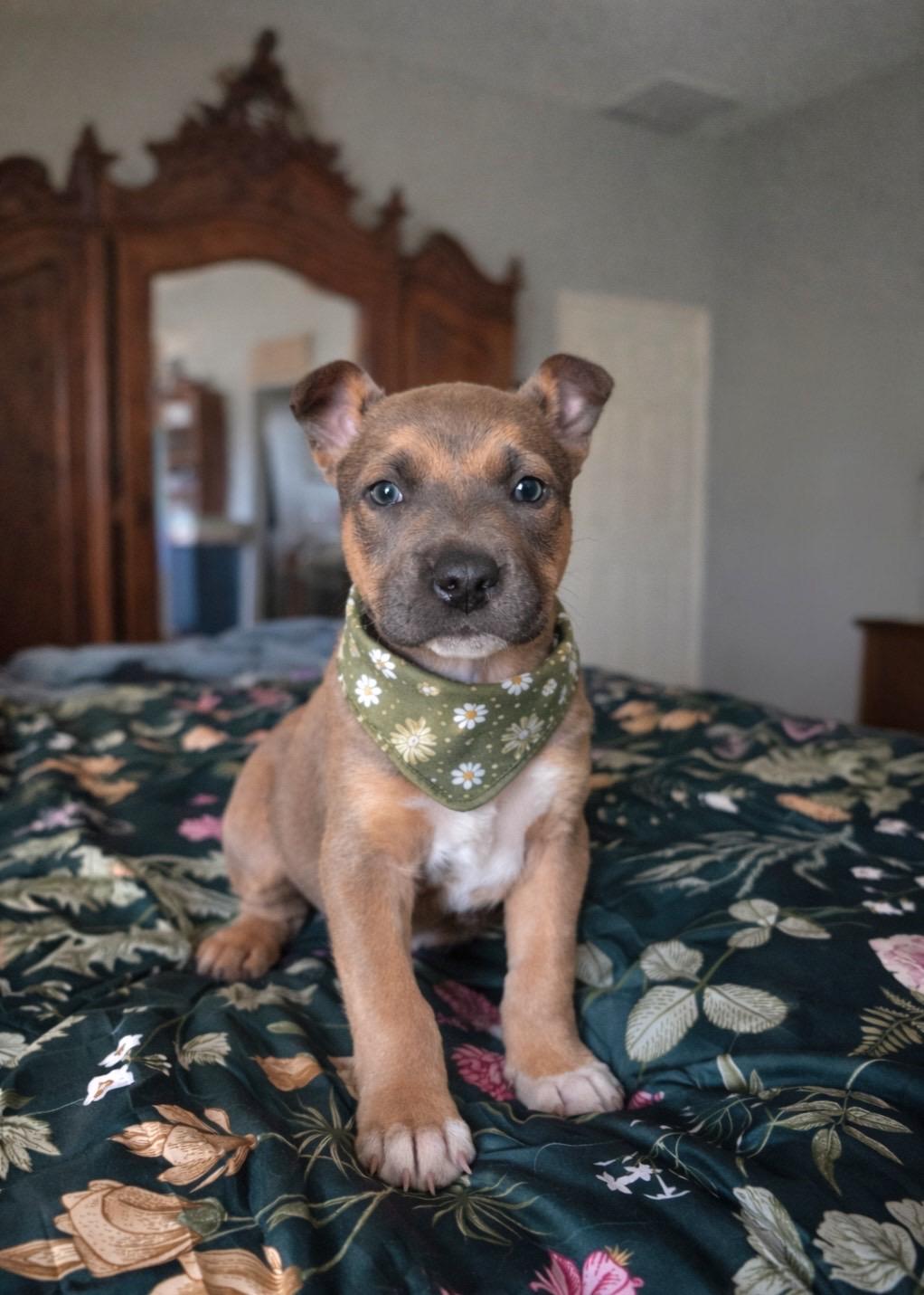 Enlarge Gambit, an adopted mixed breed in Murrieta, CA image 2/4