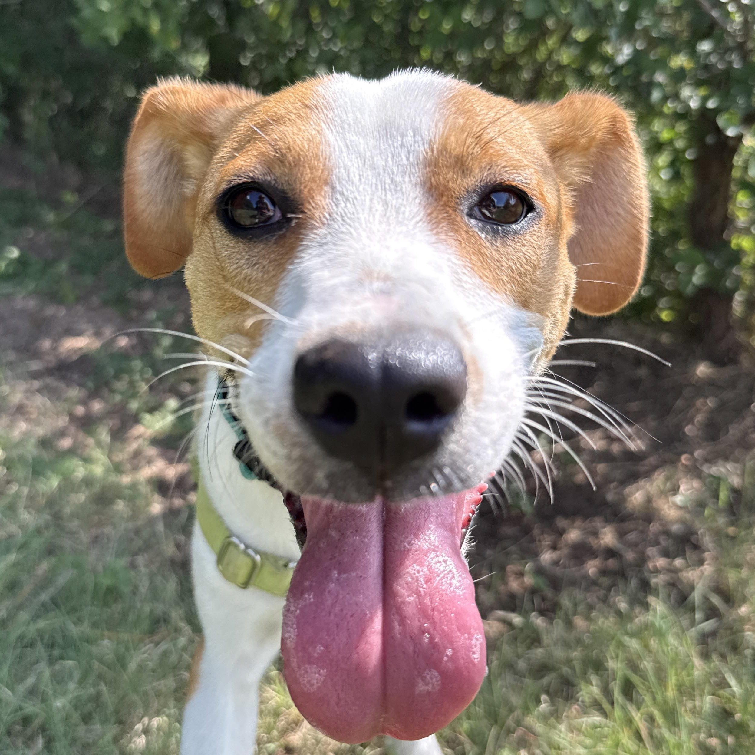 Lady, an adopted mixed breed in Bulverde, TX image 1/4
