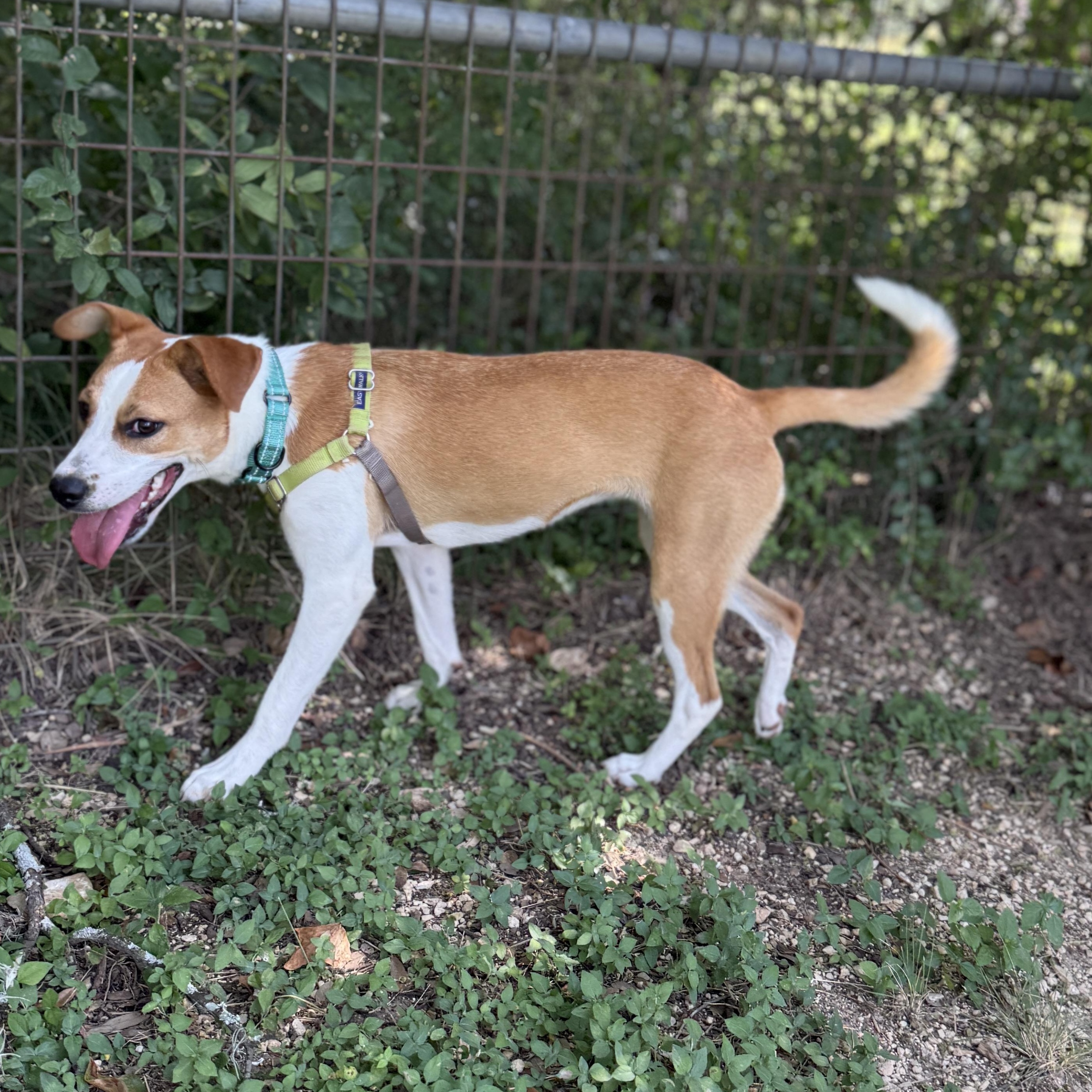 Lady, an adopted mixed breed in Bulverde, TX image 4/4