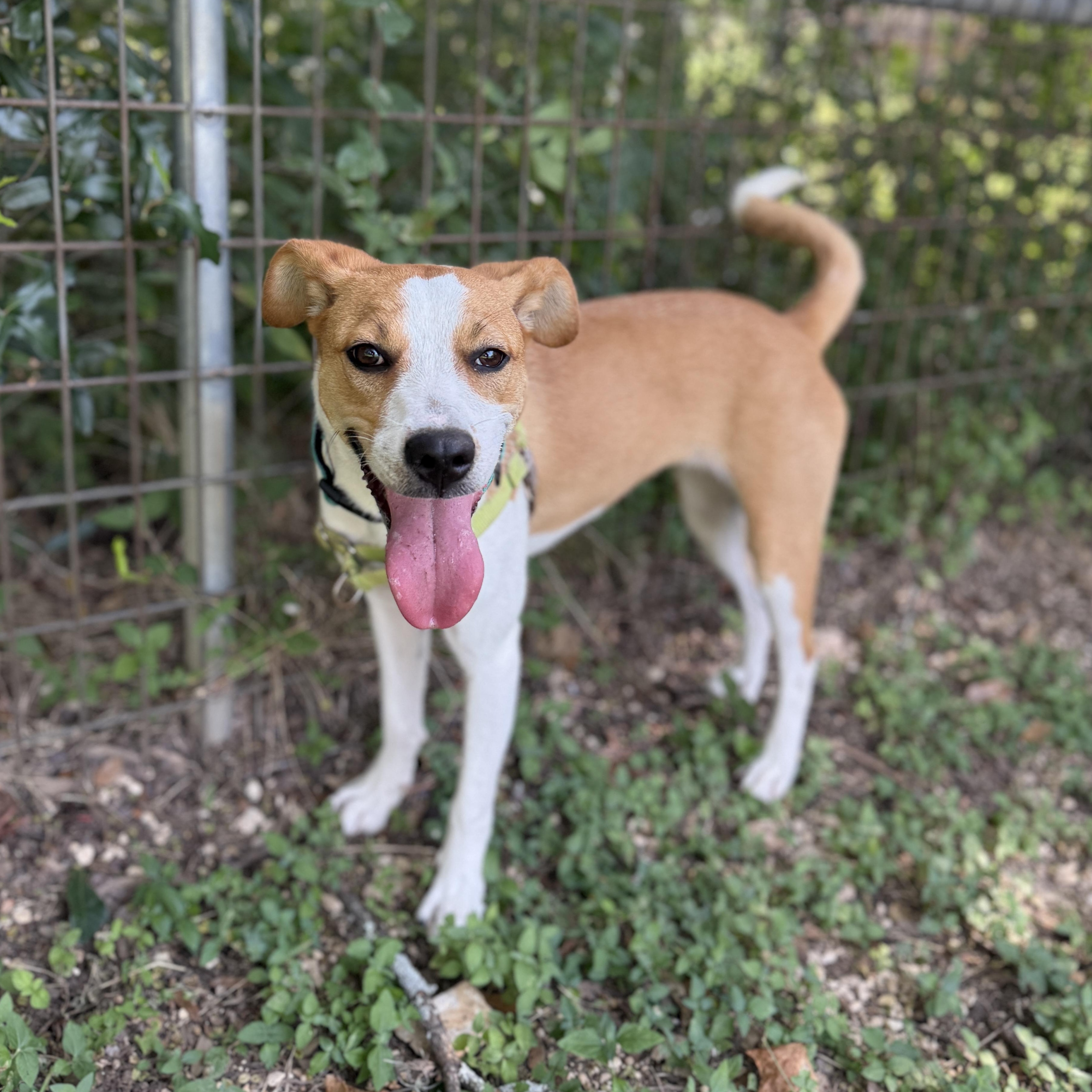 Lady, an adopted mixed breed in Bulverde, TX image 3/4