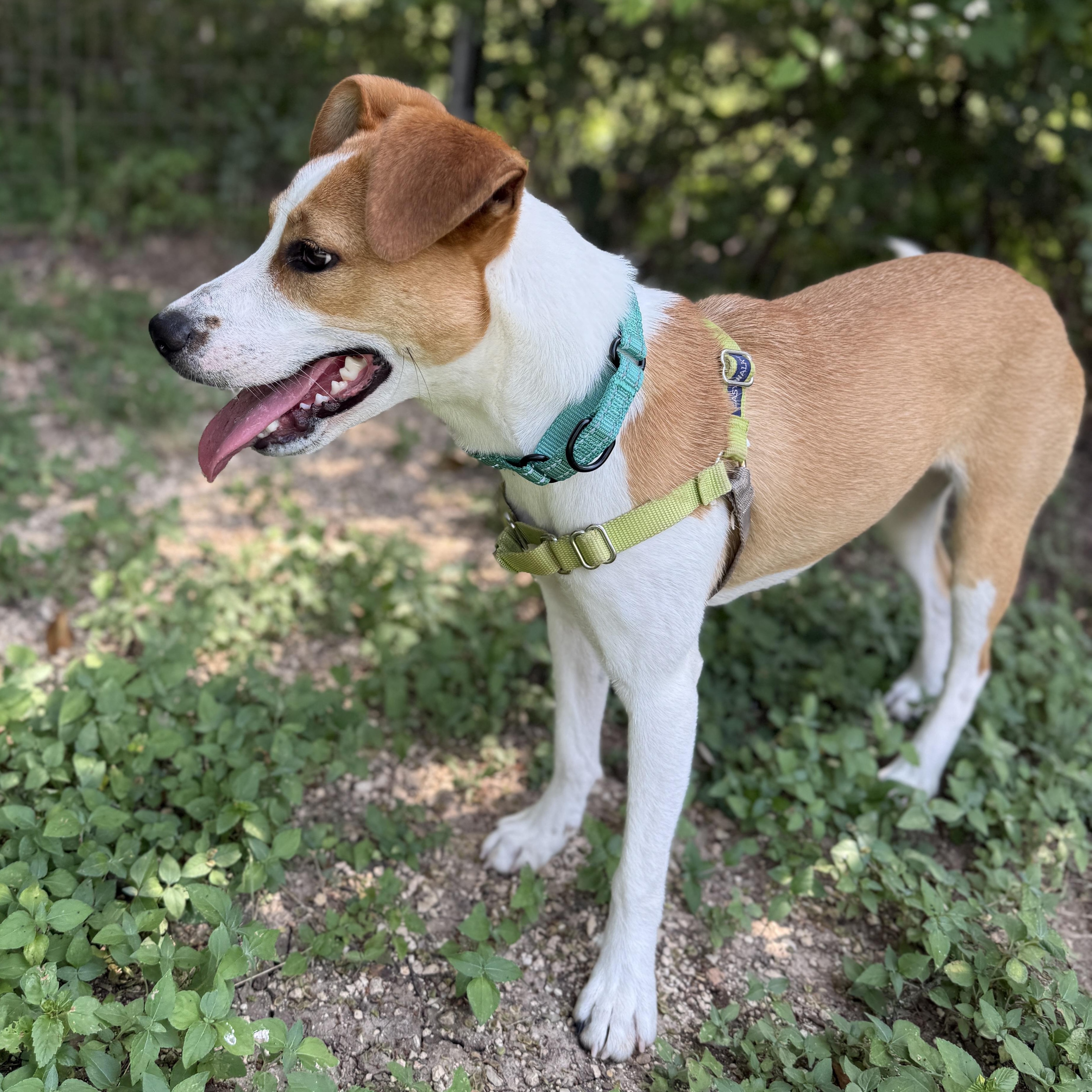 Lady, an adopted mixed breed in Bulverde, TX image 2/4