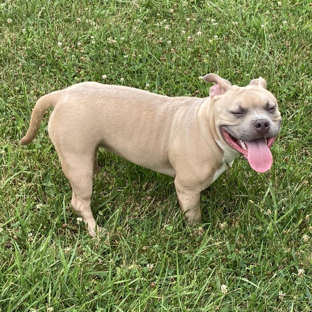 Bellie, Adoptable, Adult Female English Bulldog.