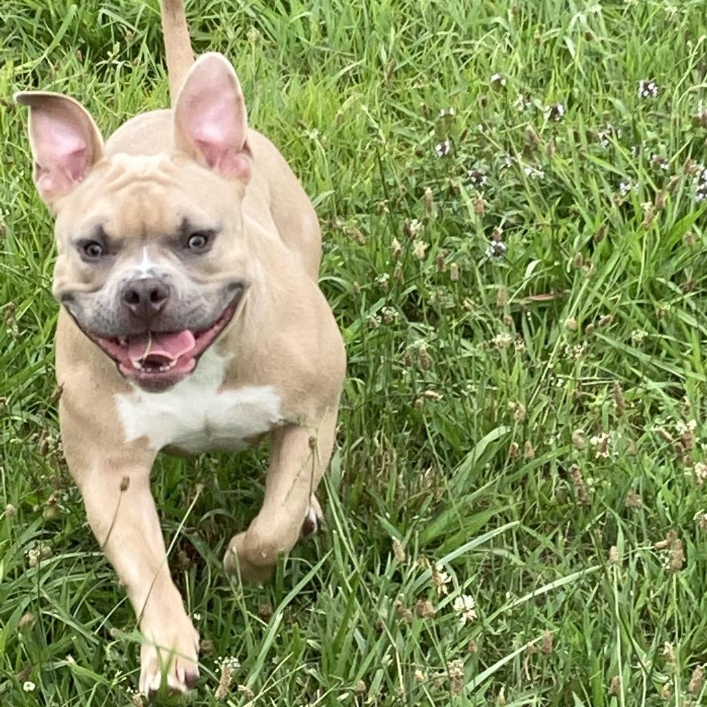 Enlarge Bellie, a Adoptable English Bulldog in Lynchburg, VA image 2/5