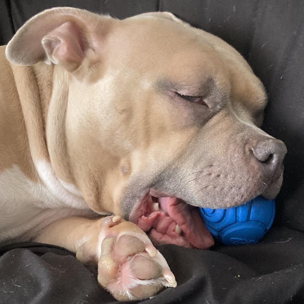 Enlarge Bellie, a Adoptable English Bulldog in Lynchburg, VA image 3/5