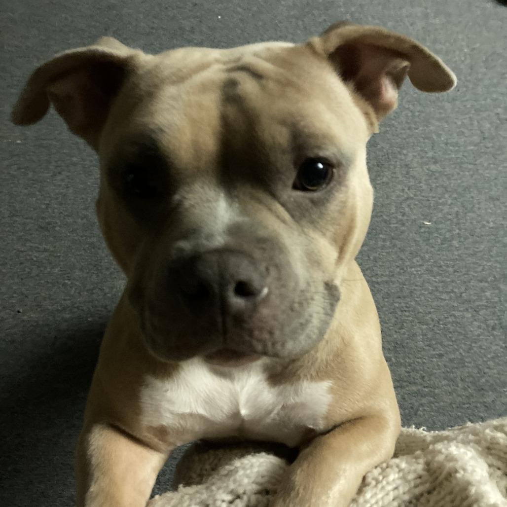 Enlarge Bellie, a Adoptable English Bulldog in Lynchburg, VA image 4/5