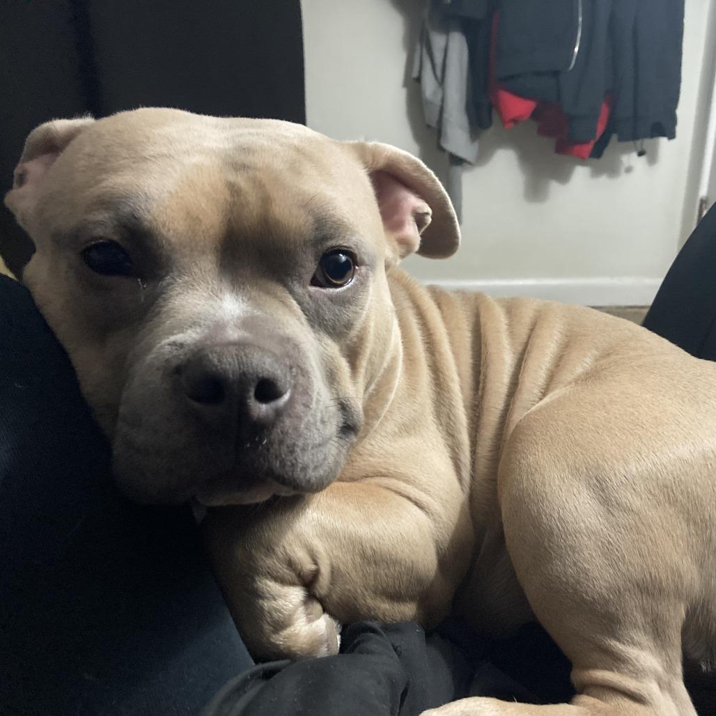 Enlarge Bellie, a Adoptable English Bulldog in Lynchburg, VA image 5/5