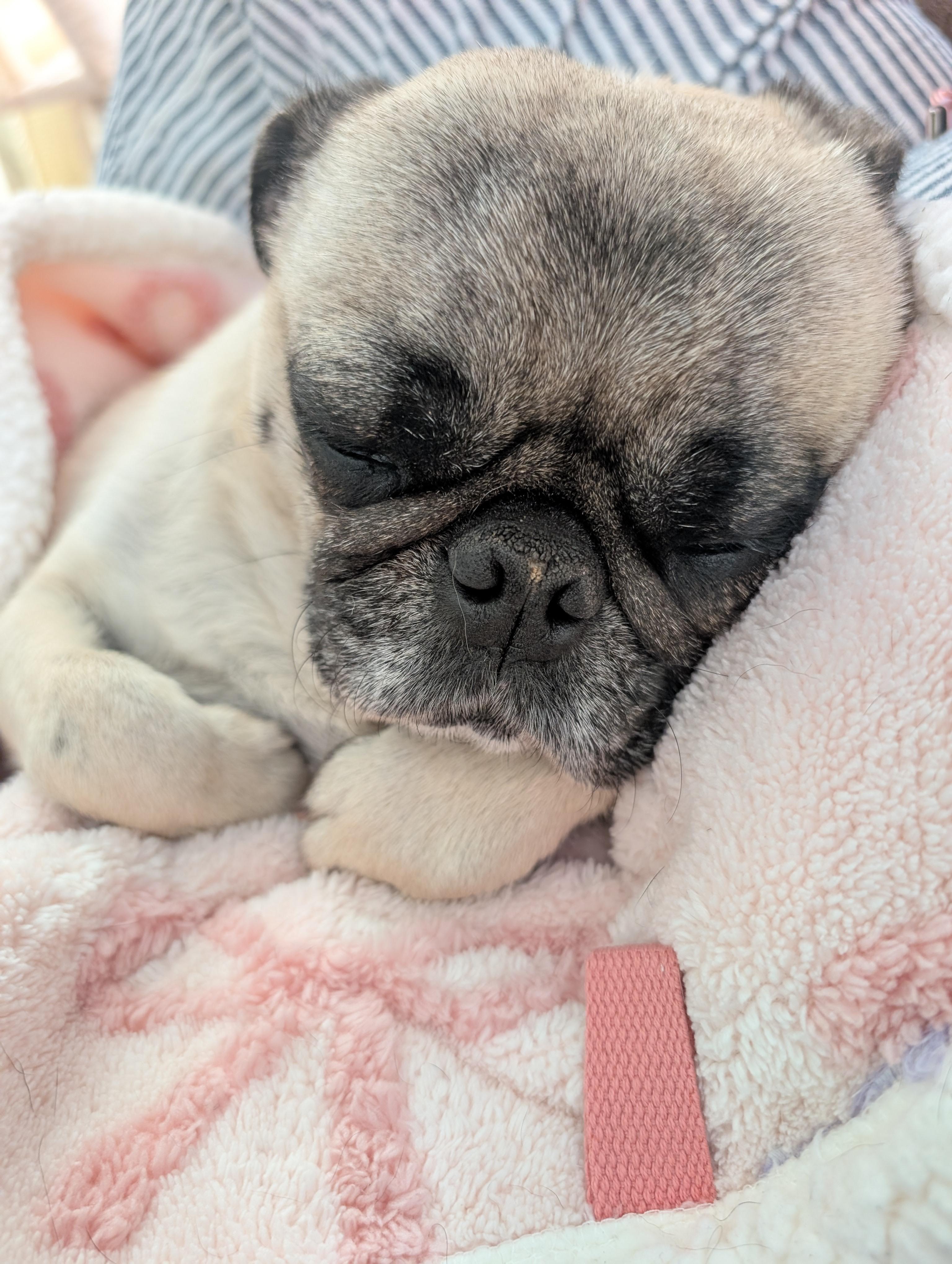 Enlarge Nino, an adopted Pug in Tucson, AZ image 2/5