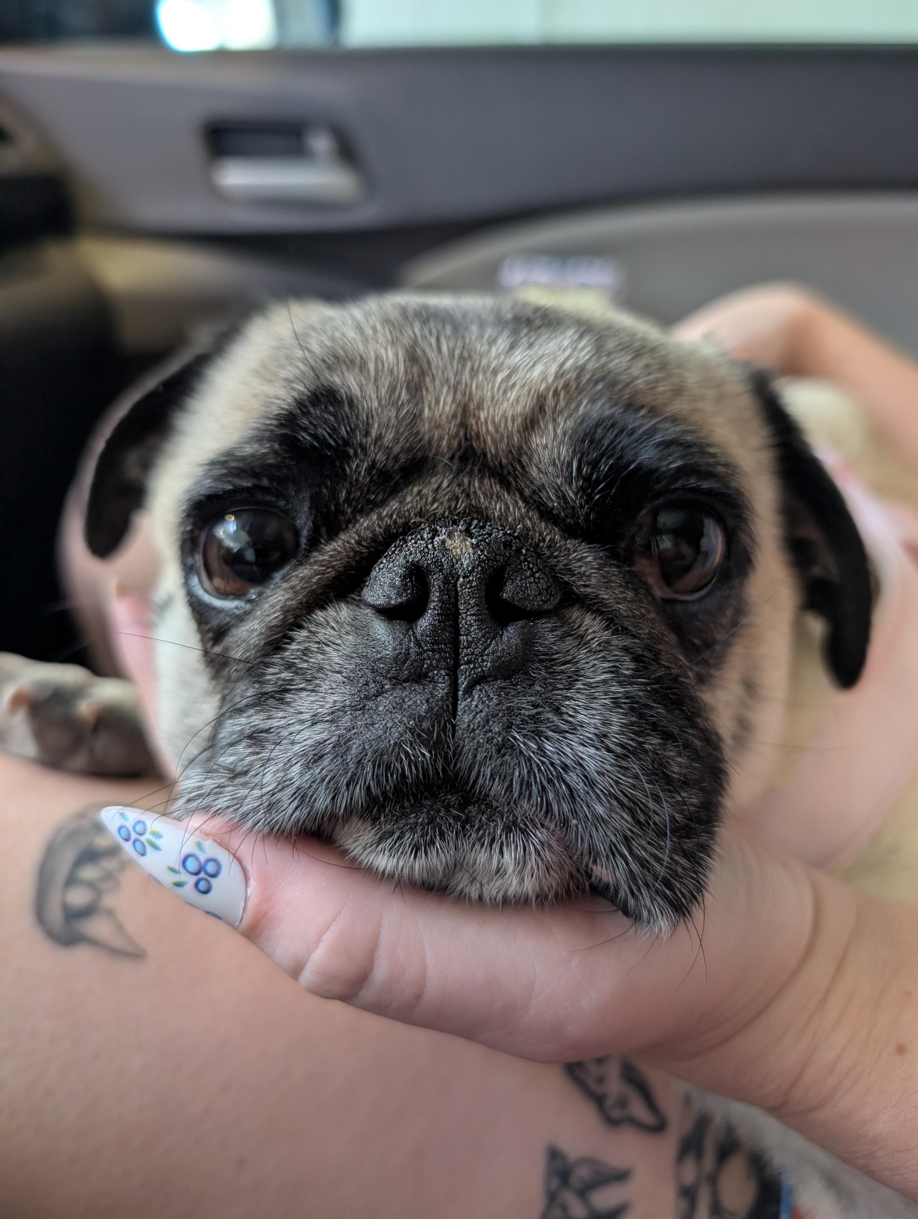 Enlarge Nino, an adopted Pug in Tucson, AZ image 4/5