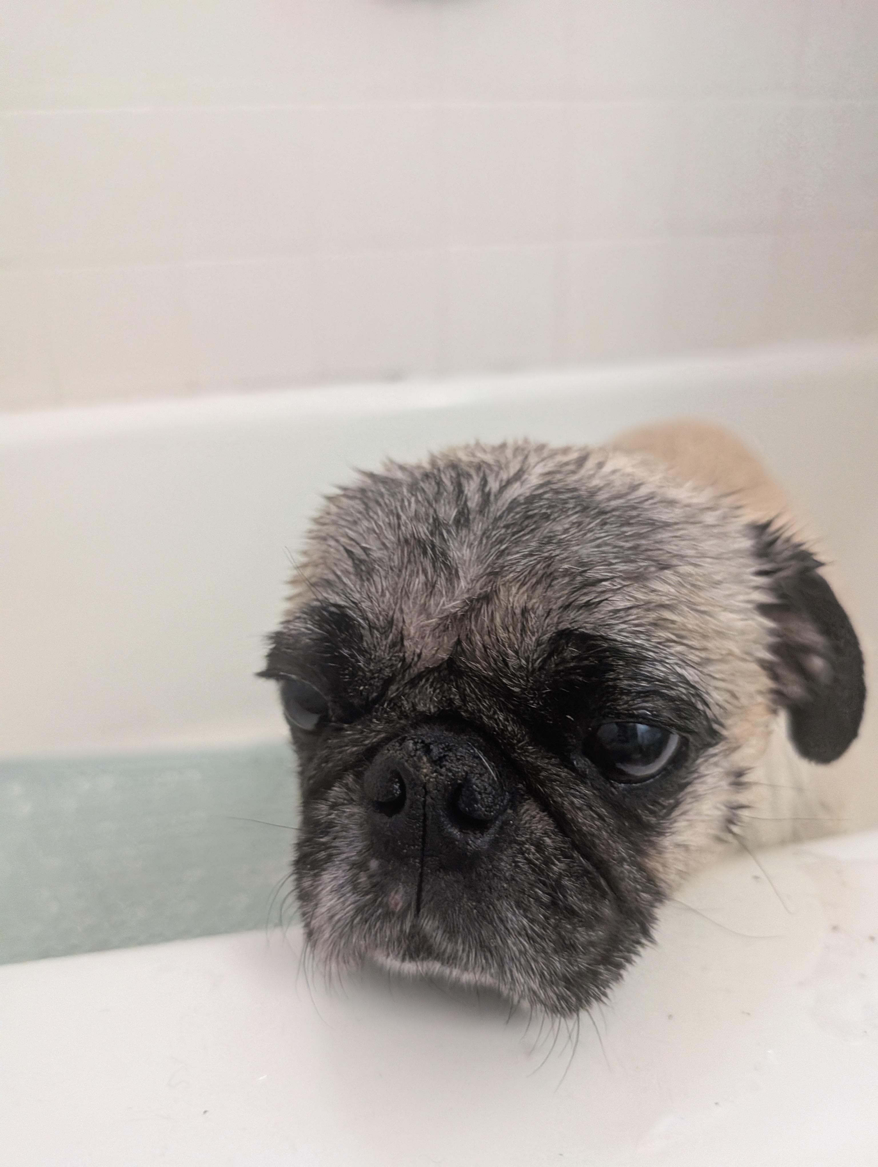 Enlarge Nino, an adopted Pug in Tucson, AZ image 3/5
