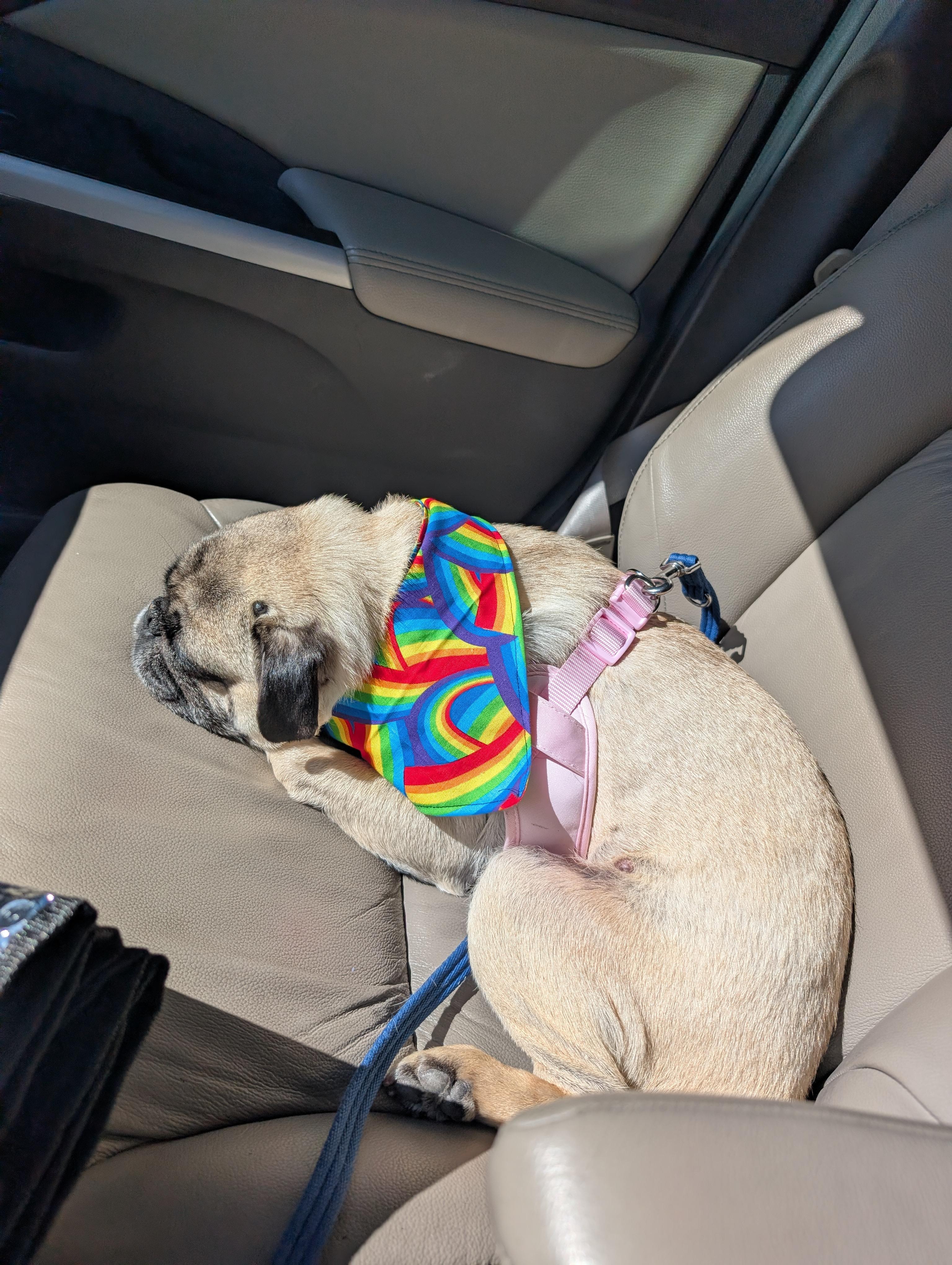 Enlarge Nino, an adopted Pug in Tucson, AZ image 5/5