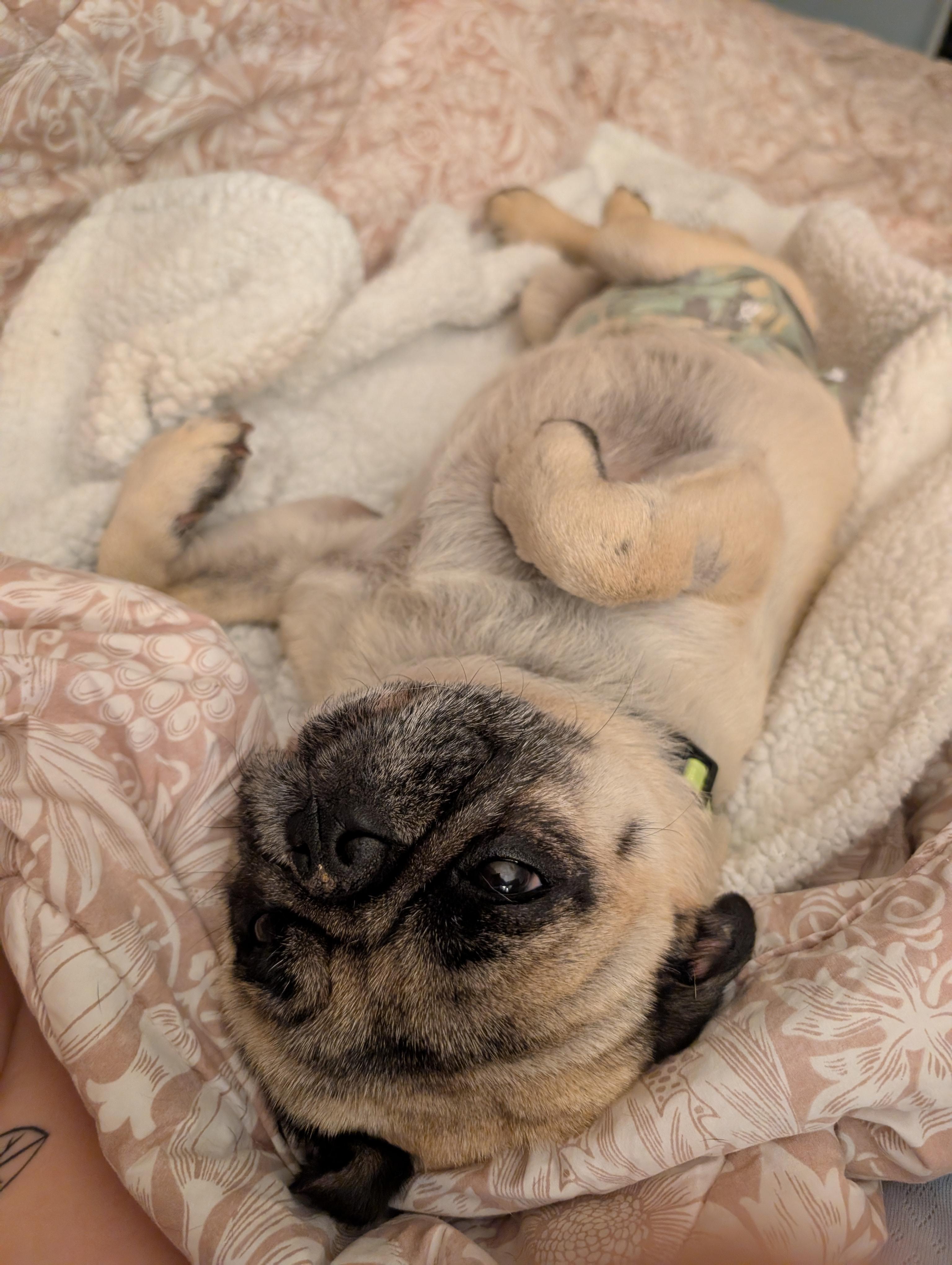 Enlarge Nino, an adopted Pug in Tucson, AZ image 1/5