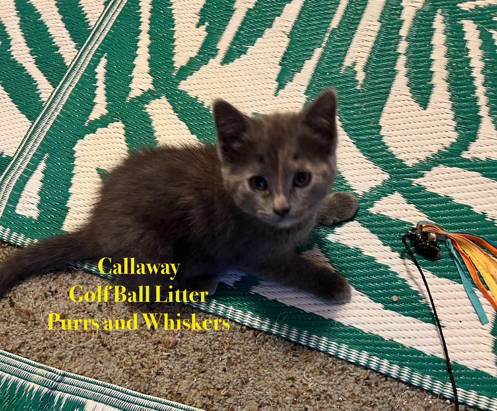 Enlarge Calloway, a ADOPTABLE Domestic Short Hair in New Hartford, NY image 1/1