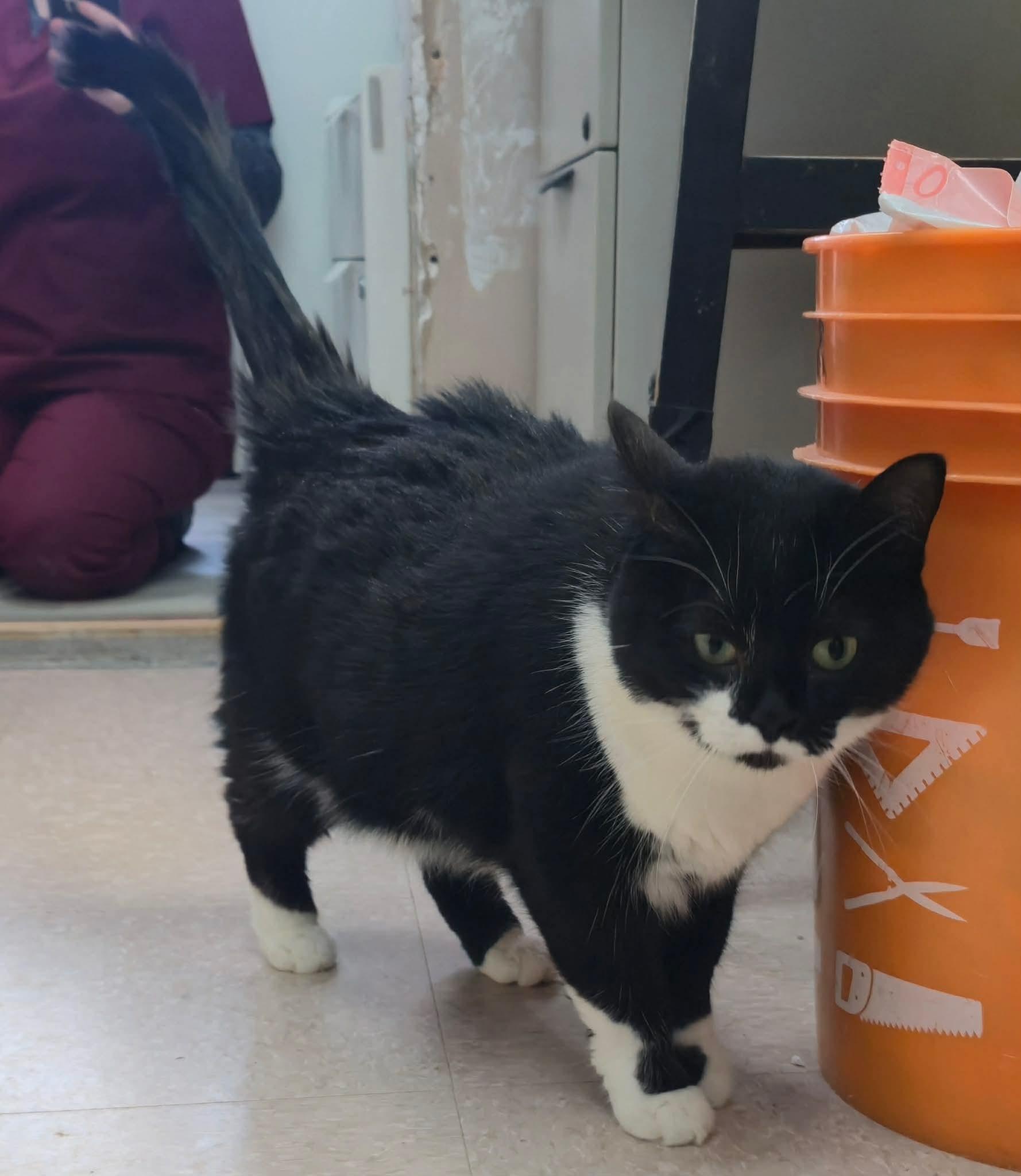 Enlarge FÉEDORA (CR/SC), an adopted American Shorthair in Sainte-Angele-de-Monnoir, QC image 3/6