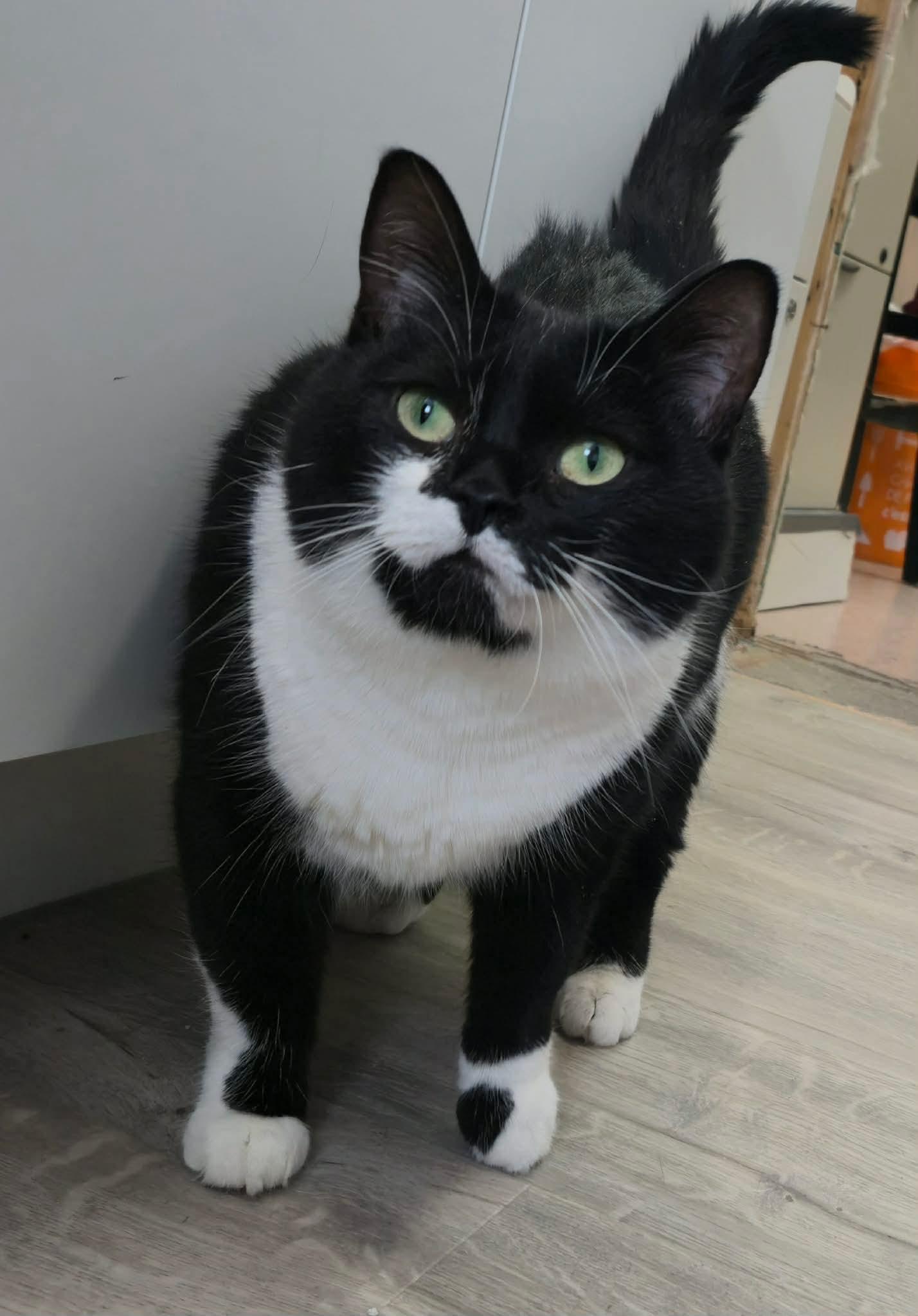 Enlarge FÉEDORA (CR/SC), an adopted American Shorthair in Sainte-Angele-de-Monnoir, QC image 1/6