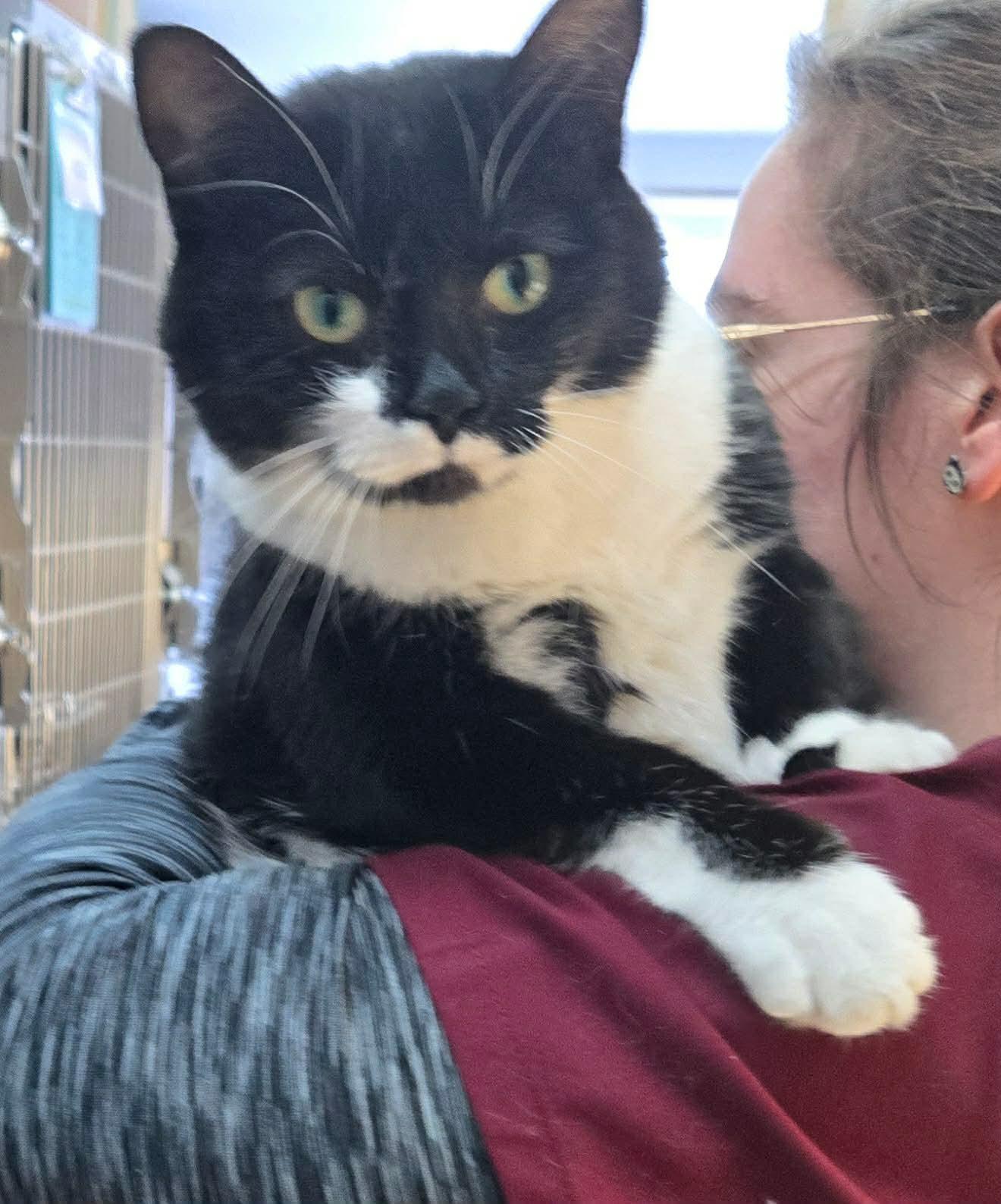 Enlarge FÉEDORA (CR/SC), an adopted American Shorthair in Sainte-Angele-de-Monnoir, QC image 2/6