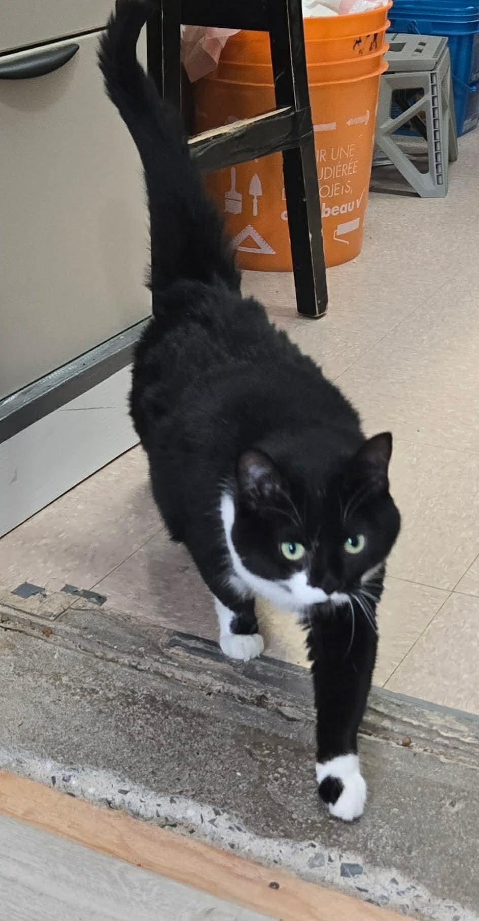 Enlarge FÉEDORA (CR/SC), an adopted American Shorthair in Sainte-Angele-de-Monnoir, QC image 5/6