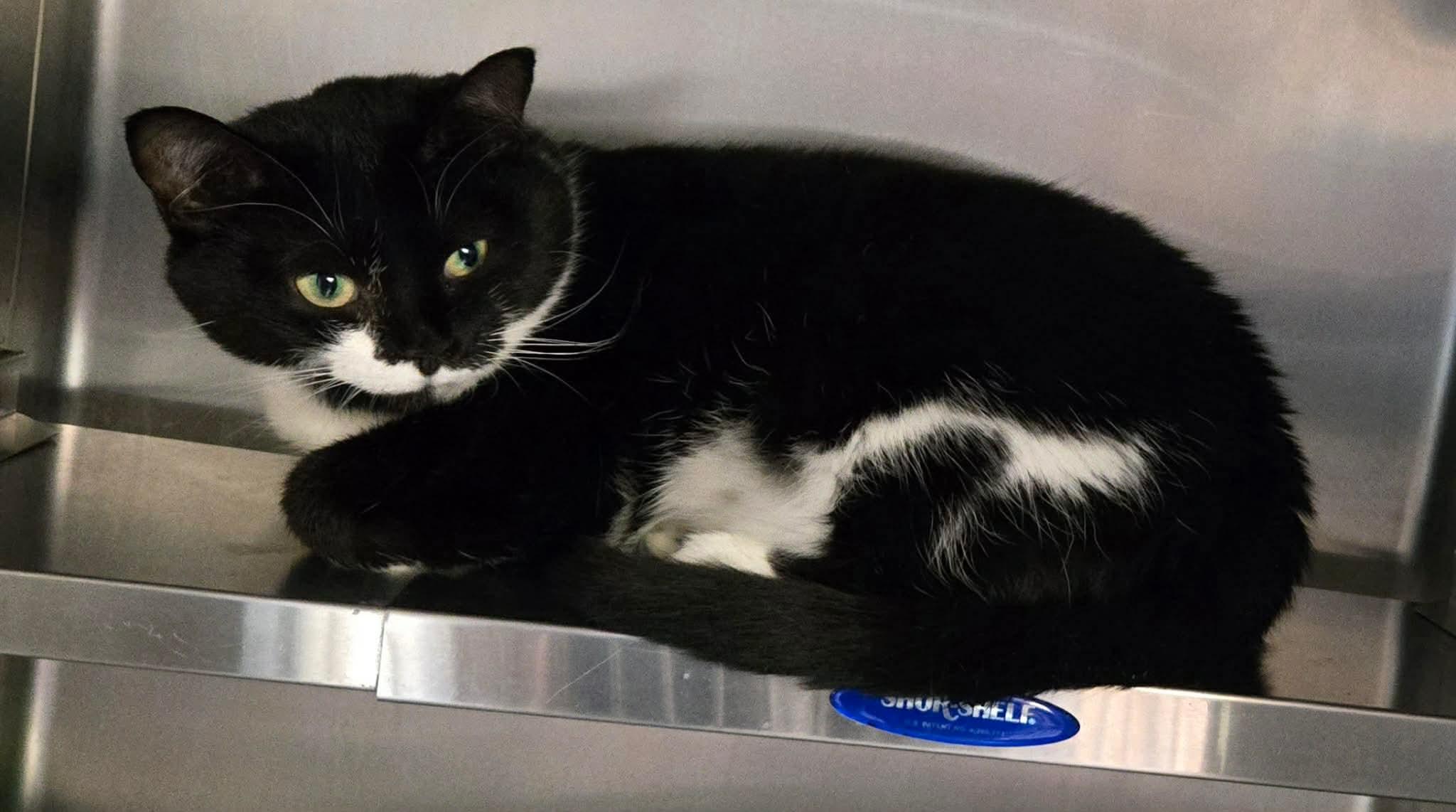 Enlarge FÉEDORA (CR/SC), an adopted American Shorthair in Sainte-Angele-de-Monnoir, QC image 4/6