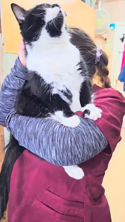Enlarge FÉEDORA (CR/SC), an adopted American Shorthair in Sainte-Angele-de-Monnoir, QC video 6/6